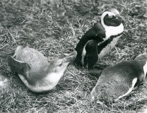 1925年4月にロンドン動物園で座っている、草の上に横になっている少年2羽と大人1羽の黒足ジャッカスアフリカペンギン