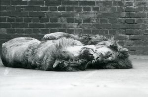 2頭のライオンが前足を回して横になって寝ている（ロンドン動物園 作： Frederick William Bond