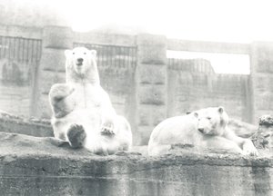 ZSLロンドン動物園の2つのホッキョクグマ、1927
