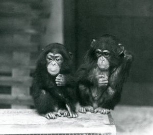 木箱に座る2頭の若いチンパンジー（ロンドン動物園 作： Frederick William Bond