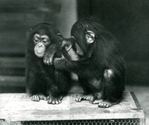 木箱に座っている2人の若いチンパンジー、ロンドン動物園、1924年