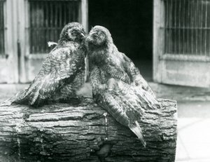 丸太の上で向かい合って座る2羽の若いカラフトフクロウ（ラップランドフクロウまたはラップフクロウとも呼ばれる）、ロンドン動物園、1926年8月（モノクロ写真 作： Frederick William Bond