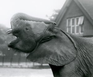 若いアフリカゾウのキベレンゲがトランクを上げて呼びかける、ロンドン動物園、1925年8月 作： Frederick William Bond