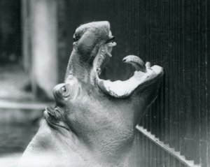 ロンドン動物園での若いカバボビー、1927年 作： Frederick William Bond
