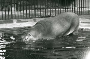 1927年8月にロンドン動物園で彼のプールに入る若いカバボビー 作： Frederick William Bond