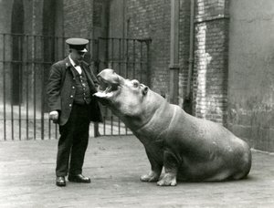 1923年7月、ロンドン動物園のキーニーアーニーボーマンに座っている若いカバボビー（bw写真） 作： Frederick William Bond