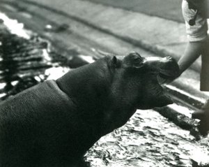 1920年9月、ロンドン動物園で飼育係と一緒にいた若いカバ「ボビー」