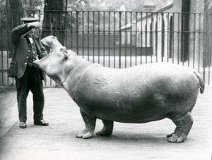 飼育係の若いカバボビー、アーニーボーマン、ロンドン動物園、1923年7月（bw写真） 作： Frederick William Bond