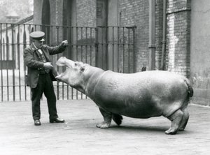 飼育係の若いカバボビー、アーニーボーマン、ロンドン動物園、1923年7月（bw写真） 作： Frederick William Bond
