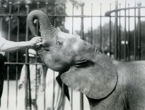 1925年7月、ロンドン動物園でおやつを与えられている若い女性のアフリカのピグミーエレファントウージャ