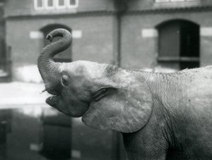 1925年8月、ロンドン動物園でトランクを育てる若い女性のアフリカのピグミーエレファントウージャ 作： Frederick William Bond