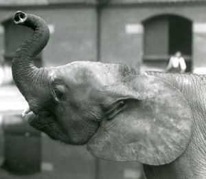1925年8月、ロンドン動物園でトランクを育てる若い女性のアフリカのピグミーエレファントウージャ 作： Frederick William Bond
