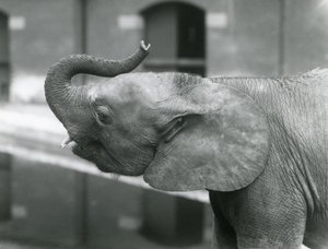 1925年7月、ロンドン動物園でトランクを育てる若い女性のアフリカのピグミーエレファントウージャ 作： Frederick William Bond