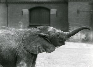 1925年7月、ロンドン動物園でおやつをあげるために若い女性のアフリカのピグミーエレファントウージャがトランクを持ち上げる 作： Frederick William Bond