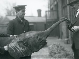 1925年6月、ロンドン動物園でおやつをあげるために若い女性のアフリカのピグミーエレファントウージャがトランクを上げる