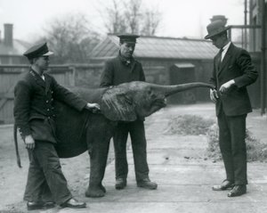 1925年6月、ロンドン動物園でおやつをあげるために若い女性のアフリカのピグミーエレファントウージャがトランクを上げる