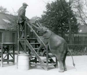 1925年6月、ロンドン動物園のトランクで、トップステップにいるトレーナーに手を伸ばし、乗船のステップに前足を向けた若い女性のアフリカのピグミーエレファントウージャ 作： Frederick William Bond