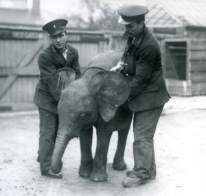 1925年4月にロンドン動物園で2人の飼育係と一緒にいた若い女性のアフリカのピグミーエレファントウージャ