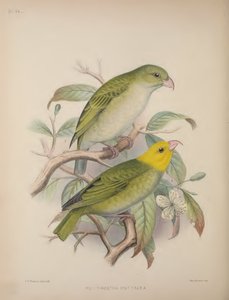 Psittirostra Psittacea、Scott B. Wilson 作「Aves Hawaiienses : the birds of the Sandwich Islands」より 作： Frederick William Frohawk