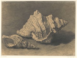 2 つのシェル 作： Frederik Willem Zürcher