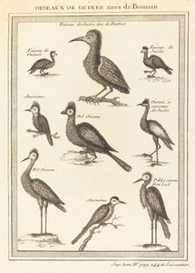 ボスマンからとったモルモット 作： French 18th Century