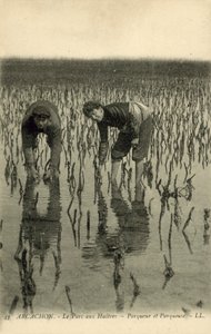 アルカション、オイスターパーク 作： French Photographer