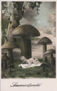 きのこのパッチの赤ちゃん 作： French Photographer