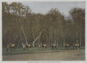 フランス・コンピエーニュ県のラ・クロワ・サン・ウエンで競走馬の運動をする様子（カラー写真 作： French Photographer