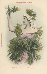 花言葉「ミモザ」（カラー写真 作： French Photographer