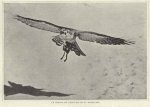Mバラチンの鳥の1つ 作： French Photographer