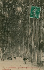 ペルピニャンのプラタナスの遊歩道。 1913年に送られたはがき。 作： French Photographer