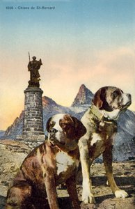 セントバーナード犬 作： French Photographer