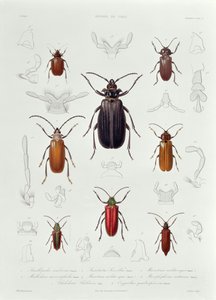 チリで発見された甲虫目コレクション、「ヒストリアデチリ」のイラスト、レブルン作、1854年 作： French School