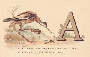 A：L&39;AvoscetteはAleneのようにとがったくちばしを持っていますAleneはsavetierの特徴です