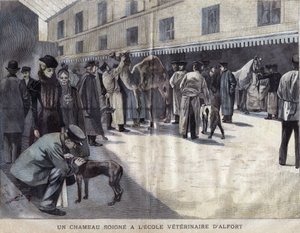 メゾン・アルフォール（Maison-Alfort）の獣医学部でラクダが治療を受けている様子。La petite Gironde "に掲載された1899年のイラスト。 作： French School