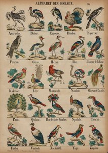 A to Z of birds (カラー・エングレービング) 作： French School
