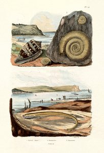 提督コーン、1833-39 作： French School