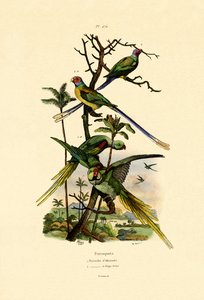 アレクサンドリンインコ、1833-39 作： French School