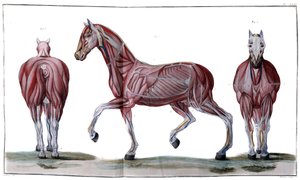 馬の解剖学：皮、顔、横顔 - "Hippiatric Course, complete treatise of horse medicine" by P. E Lafosse 作： French School