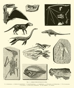 セーヌ川流域の化石動物 作： French School