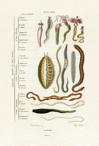 環形動物、1833-39 作： French School