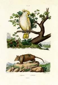 アルマジロ、1833-39 作： French School