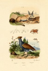 コウモリ耳フォックス、1833-39 作： French School