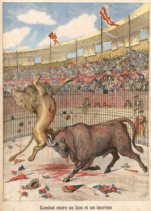 ライオンと雄牛の間の戦い