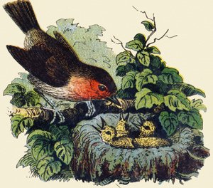 巣の中の鳥とヒナ。ABC indechirable on varnished canvas "のエングレーヴィング。A.カペンドゥ（編集者）、パリ、19世紀後半。子供の本屋さんのイラスト入り。8ページ。薄さ：21,5x18cm 。 作： French School