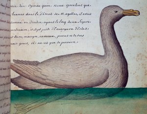 マゼラン海峡のグアレントと呼ばれる鳥、フランスのCompagnie royale de la Mer du Sudの船長Jacques Gouin de Beauchesne（1652-1730）が1698年から1701年にかけて作成した航海日誌の水彩画。 作： French School