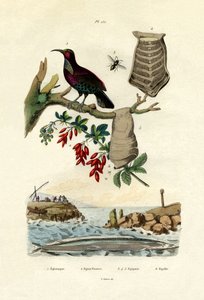 鳥の楽園、1833-39 作： French School