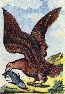 猛禽類。Alphabet des oiseaux "のエングレーヴィング。ポン・ア・ムソンのイメージ、マルセルおよび/またはルイ・ヴァーニュ、版画家、出版社、19世紀後半。16ページ。薄さ: 20,5 x 14 cm