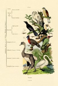 鳥、1833-39 作： French School
