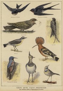 養殖への利益のために保護を必要としている鳥